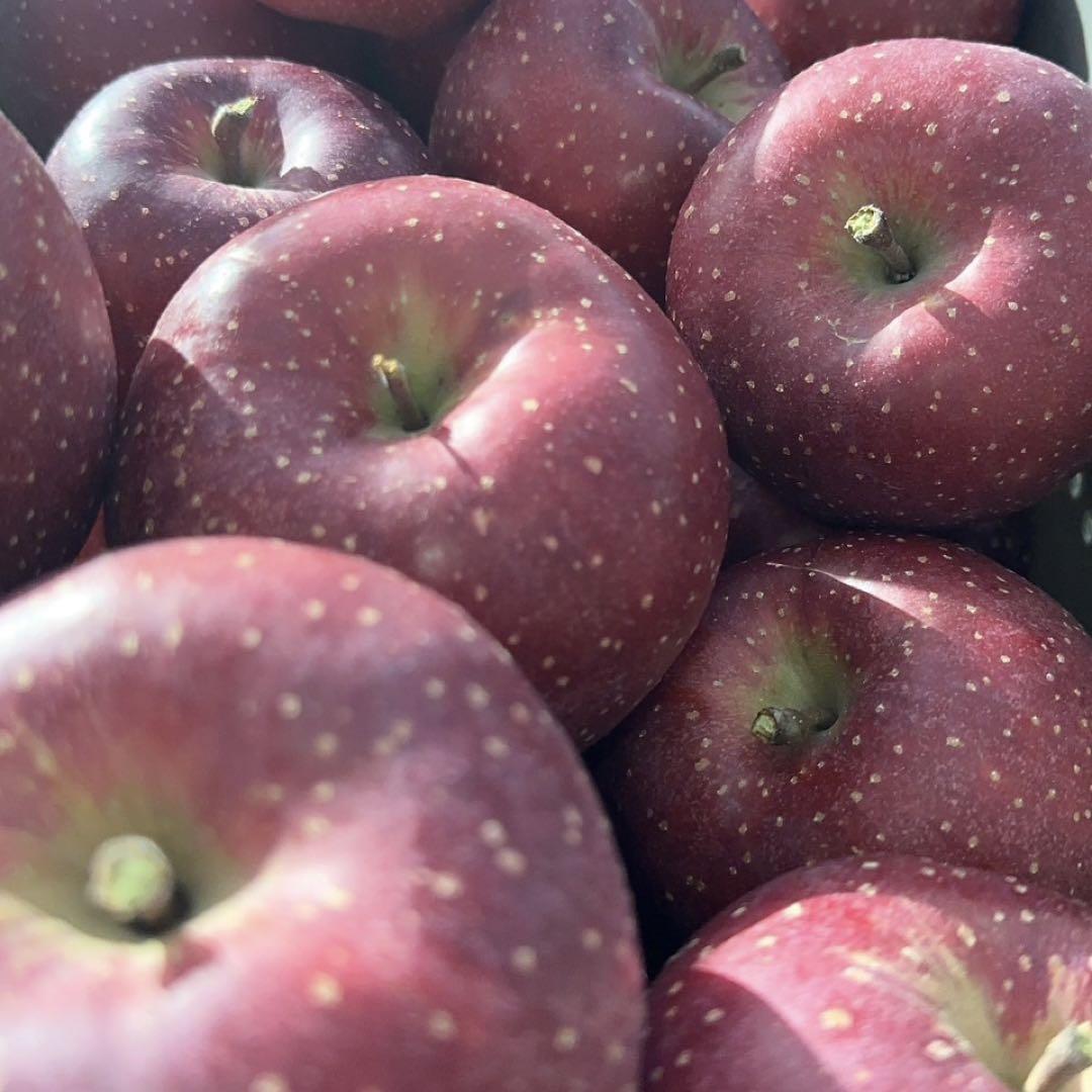 青森県産 千雪 りんご 家庭用 3kg 農家直送 送料無料 リンゴ サンふじ 